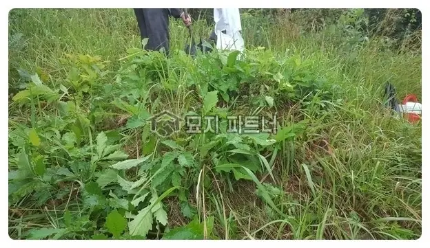 경북 청도 묘지이장 현장 사진 - 경북 청도군 묘지 개장 파묘 절차와 그 산소 이장 비용은...?