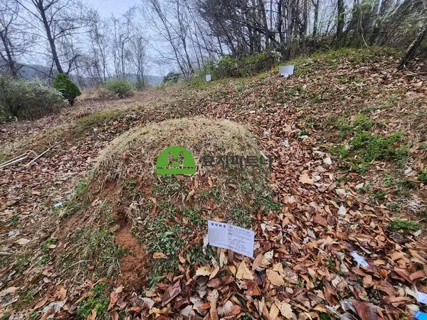 여주 묘지이장 현장 사진 - 여주 삼교동 공동묘지 이장, 파묘 보상받으려면 지금 준비해야 합니다
