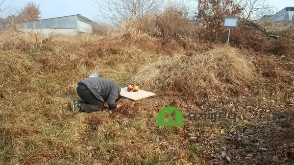 익산 묘지이장 현장 사진 - 익산 묘지이장 절차와 비용 기준, 파묘부터 개장신고까지