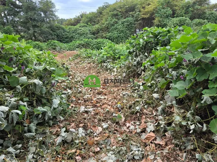 당진 묘지이장 현장 사진 - 당진 묘지이장, 추석 성묘 뒤 산소 정리하려면 파묘부터 평토까지 어떻게 