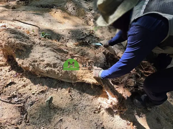 충남 서산 묘지이장 현장 사진 - 서산 묘지이장, 개장화장 후 다음날 봉안해도 될까? 파묘 일정 정리