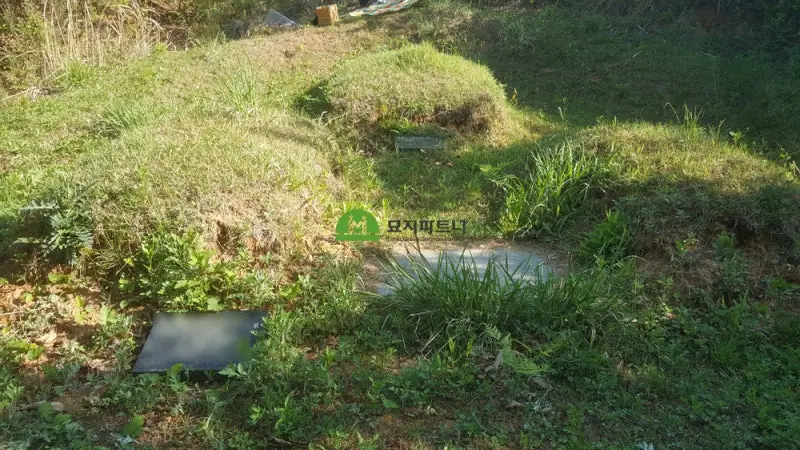 화순 묘지이장 현장 사진 - 화순 묘지이장 뿌리가 유골을 파고든 사례
