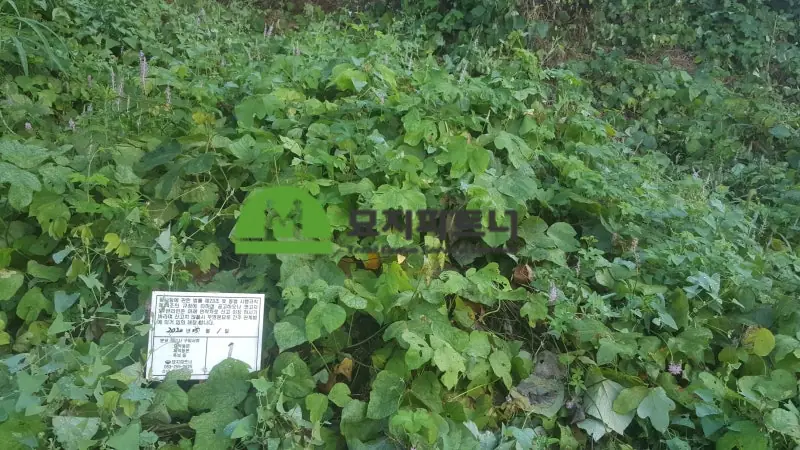 공주 묘지이장 현장 사진 - 공주 무연고분묘 처리 정성과 예를 다하여 마지막까지 처리합니다.