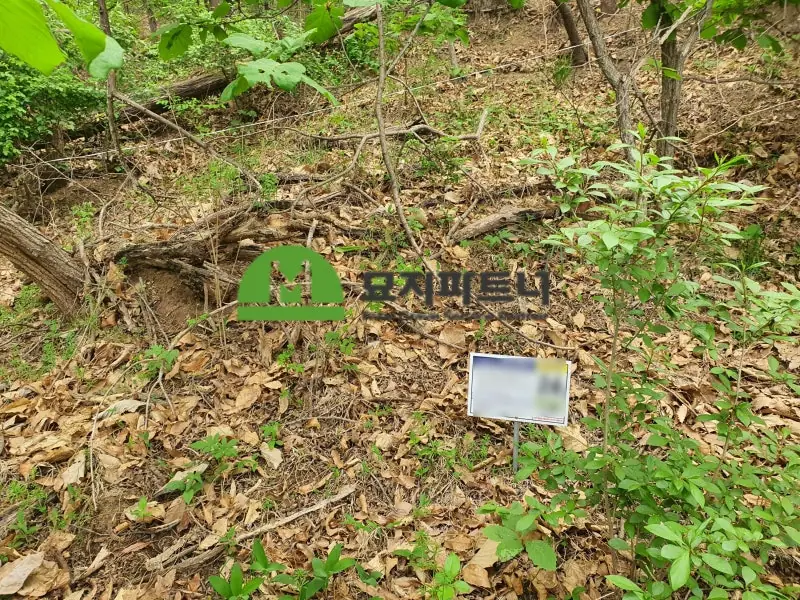 천안 묘지이장 현장 사진 - 천안 무연고분묘 처리 '예와 정성을 다하여' 완벽하게 진행합니다.