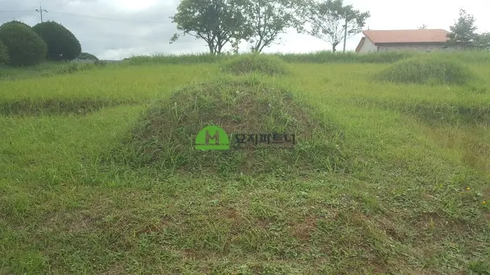 남원 묘지이장 현장 사진 - 남원 윤달 묘지이장 육탈이 잘 될 거라 생각했는데, 백골화가 되는 조건